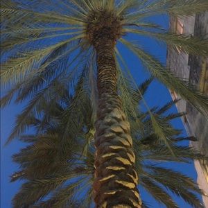 ☀️Posh Ambassador Sylvia